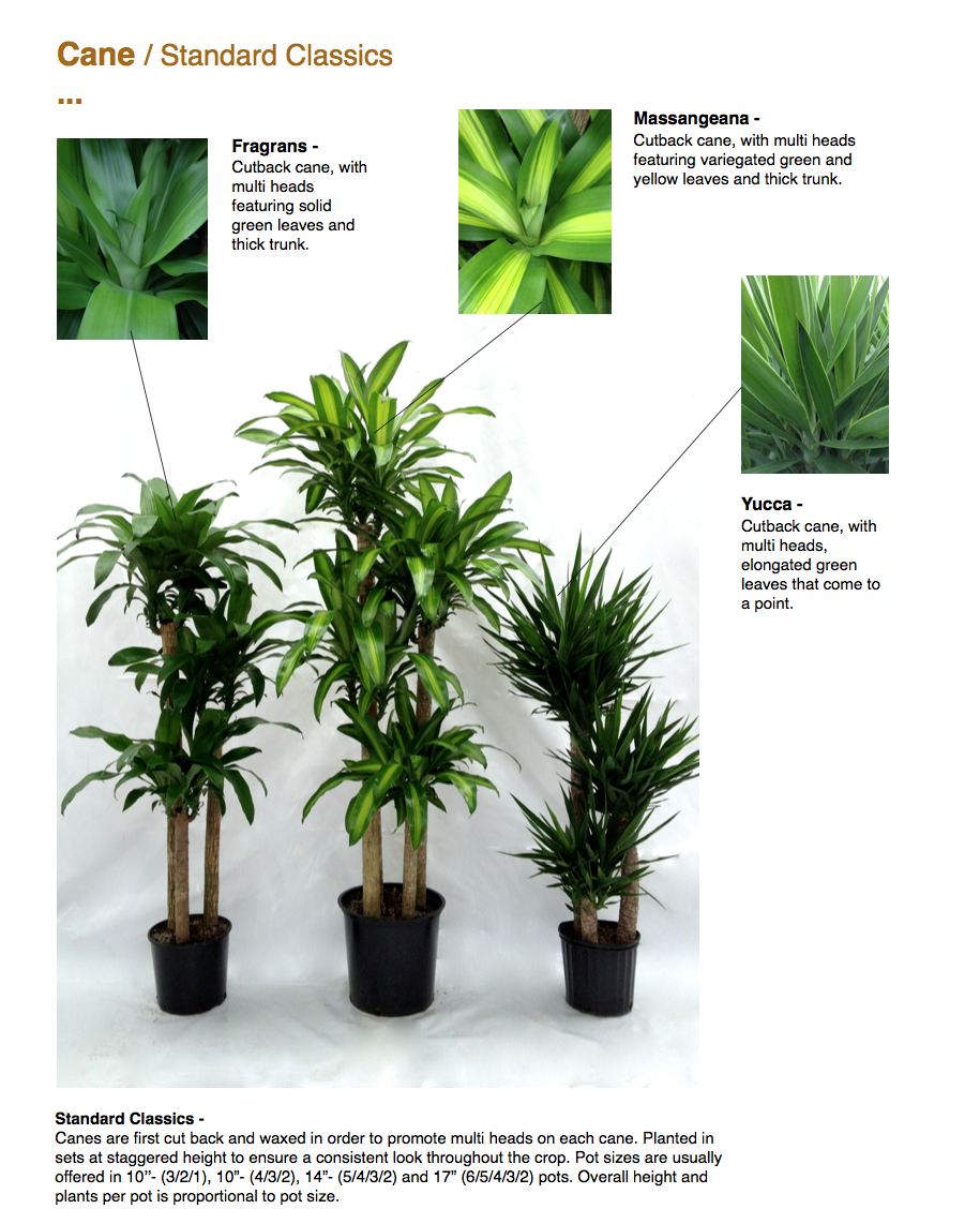 Ep - Tropical and Variegated Plants by Lanna foliage studio