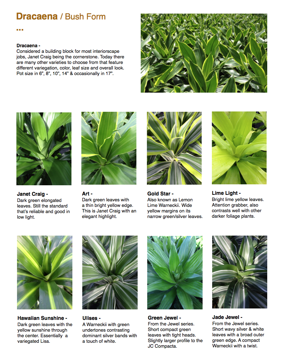 ￼Dracaena / Bush Form ...  Dracaena - Considered a building block for most interiorscape jobs, Janet Craig being the cornerstone. Today there are many other varieties to choose from that feature different variegation, color, leaf size and overall look. Pot size in 6”, 8”, 10”, 14” & occasionally in 17”.  ￼￼￼￼￼Janet Craig - Dark green elongated leaves. Still the standard that’s reliable and good in low light.  Hawaiian Sunshine - Dark green leaves with the yellow sunshine through the center. Essentially a variegated Lisa.  Art - Dark green leaves with a thin bright yellow edge. This is Janet Craig with an elegant highlight.  Ulises - A Warneckii with green undertones contrasting dominant silver bands with a touch of white.  Gold Star - Also known as Lemon Lime Warneckii. Wide yellow margins on its narrow green/silver leaves.  Green Jewel - From the Jewel series. Short compact green leaves with tight heads. Slightly larger profile to the JC Compacta.  Lime Light - Bright lime yellow leaves. Attention grabber, also contrasts well with other darker foliage plants.  ￼￼￼￼Jade Jewel - From the Jewel series. Short wavy silver & white leaves with a broad outer green edge. A compact Warneckii with a twist. CapriFarms.com