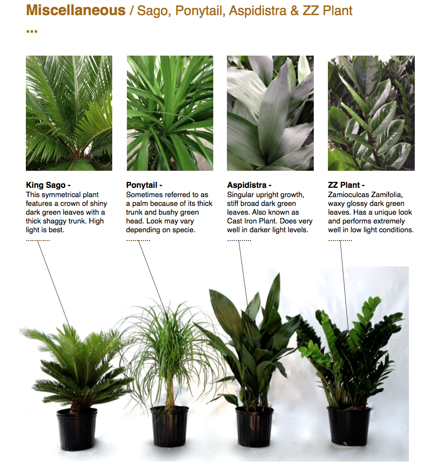 ￼Miscellaneous / Sago, Ponytail, Aspidistra & ZZ Plant ...  ￼￼￼￼King Sago - This symmetrical plant features a crown of shiny dark green leaves with a thick shaggy trunk. High light is best. ............  Ponytail - Sometimes referred to as a palm because of its thick trunk and bushy green head. Look may vary depending on specie. ............  Aspidistra - Singular upright growth, stiff broad dark green leaves. Also known as Cast Iron Plant. Does very well in darker light levels. ............  ZZ Plant - Zamioculcas Zamifolia, waxy glossy dark green leaves. Has a unique look and performs extremely well in low light conditions. ............ ￼￼￼￼￼ CapriFarms.com