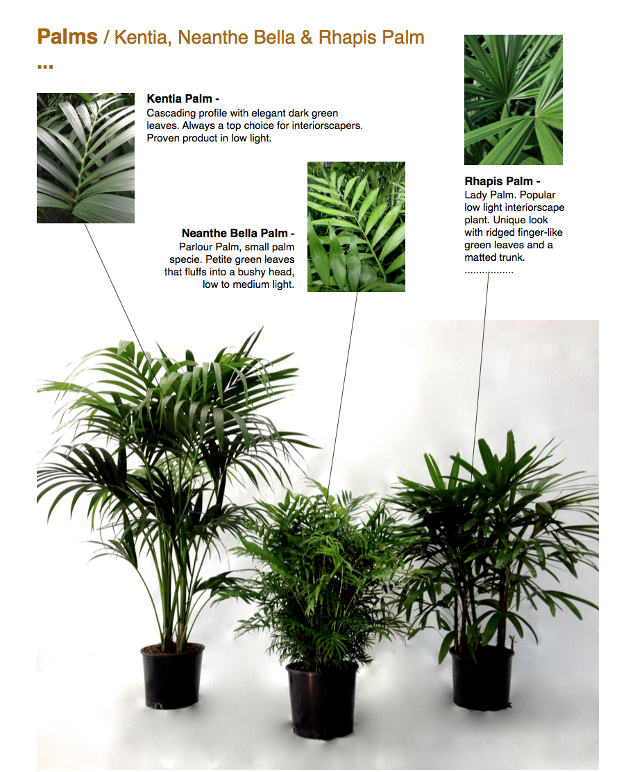 ￼Palms / Kentia, Neanthe Bella & Rhapis Palm ...  Kentia Palm - Cascading profile with elegant dark green leaves. Always a top choice for interiorscapers. Proven product in low light.  Neanthe Bella Palm - Parlour Palm, small palm specie. Petite green leaves that fluffs into a bushy head, low to medium light.  Rhapis Palm - Lady Palm. Popular low light interiorscape plant. Unique look with ridged finger-like green leaves and a matted trunk. ................. ￼￼￼￼￼￼￼ CapriFarms.com