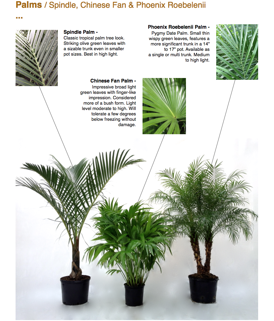 ￼Palms / Spindle, Chinese Fan & Phoenix Roebelenii ...  ￼Spindle Palm - Classic tropical palm tree look. Striking olive green leaves with a sizable trunk even in smaller pot sizes. Best in high light.  Chinese Fan Palm - Impressive broad light green leaves with finger-like impression. Considered more of a bush form. Light level moderate to high. Will tolerate a few degrees below freezing without damage.  Phoenix Roebelenii Palm - Pygmy Date Palm. Small thin wispy green leaves, features a more significant trunk in a 14” to 17” pot. Available as a single or multi trunk. Medium to high light. ￼￼￼￼￼￼ www.CapriFarms.com