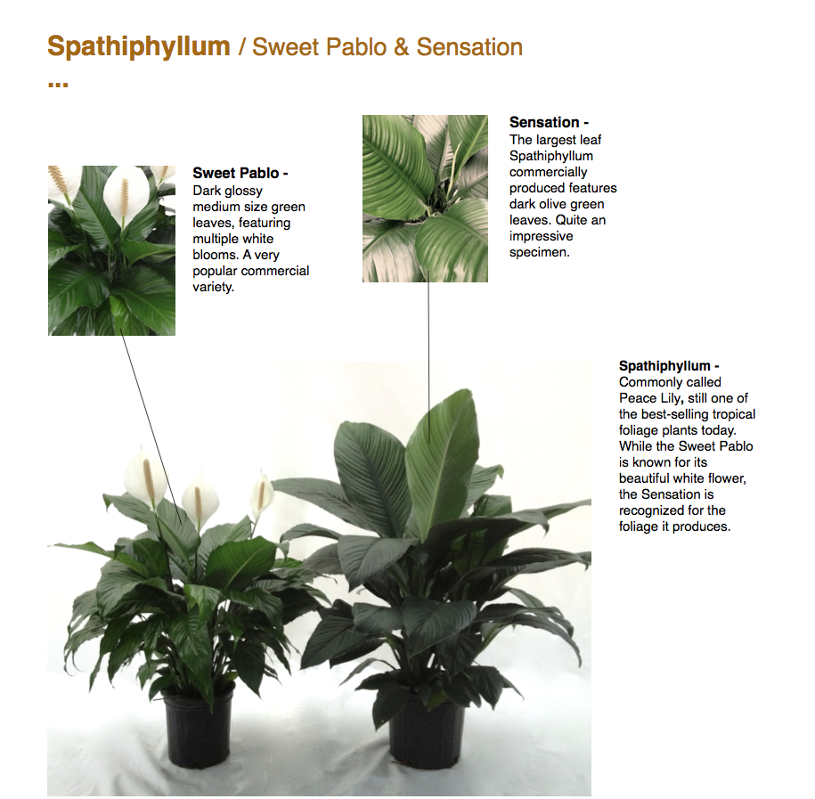￼Spathiphyllum / Sweet Pablo & Sensation ... ￼￼ ￼￼Spathiphyllum - Commonly called Peace Lily, still one of the best-selling tropical foliage plants today. While the Sweet Pablo is known for its beautiful white flower, the Sensation is recognized for the foliage it produces.  Sweet Pablo - Dark glossy medium size green leaves, featuring multiple white blooms. A very popular commercial variety.  Sensation - The largest leaf Spathiphyllum commercially produced features dark olive green leaves. Quite an impressive specimen.  CapriFarms.com￼