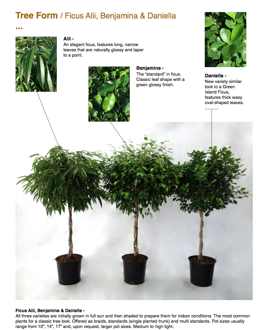 ￼Tree Form / Ficus Alii, Benjamina & Daniella ... ￼￼￼￼￼￼￼￼ Ficus Alii, Benjamina & Daniella - All three varieties are initially grown in full sun and then shaded to prepare them for indoor conditions. The most common plants for a classic tree look. Offered as braids, standards (single planted trunk) and multi standards. Pot sizes usually range from 10”, 14”, 17” and, upon request, larger pot sizes. Medium to high light.  Alii - An elegant ficus, features long, narrow leaves that are naturally glossy and taper to a point.  ￼￼Benjamina - The “standard” in ficus. Classic leaf shape with a green glossy finish.  Daniella - New variety similar look to a Green Island Ficus, features thick waxy oval-shaped leaves. ...........  www.CapriFarms.com