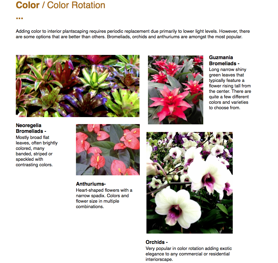 ￼Color / Color Rotation ...  Adding color to interior plantscaping requires periodic replacement due primarily to lower light levels. However, there are some options that are better than others. Bromeliads, orchids and anthuriums are amongst the most popular.  ￼Neoregelia Bromeliads - Mostly broad flat leaves, often brightly colored, many banded, striped or speckled with contrasting colors.  Guzmania Bromeliads - Long narrow shiny green leaves that typically feature a flower rising tall from the center. There are quite a few different colors and varieties to choose from.  ￼￼￼Anthuriums- Heart-shaped flowers with a narrow spadix. Colors and flower size in multiple combinations.  Orchids - Very popular in color rotation adding exotic elegance to any commercial or residential interiorscape.