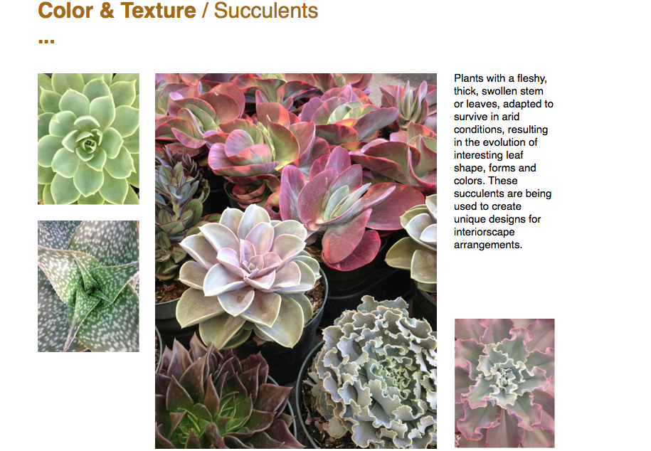 ￼Color & Texture / Succulents ...  ￼￼Plants with a fleshy, thick, swollen stem or leaves, adapted to survive in arid conditions, resulting in the evolution of interesting leaf shape, forms and colors. These succulents are being used to create unique designs for interiorscape arrangements. ￼￼
