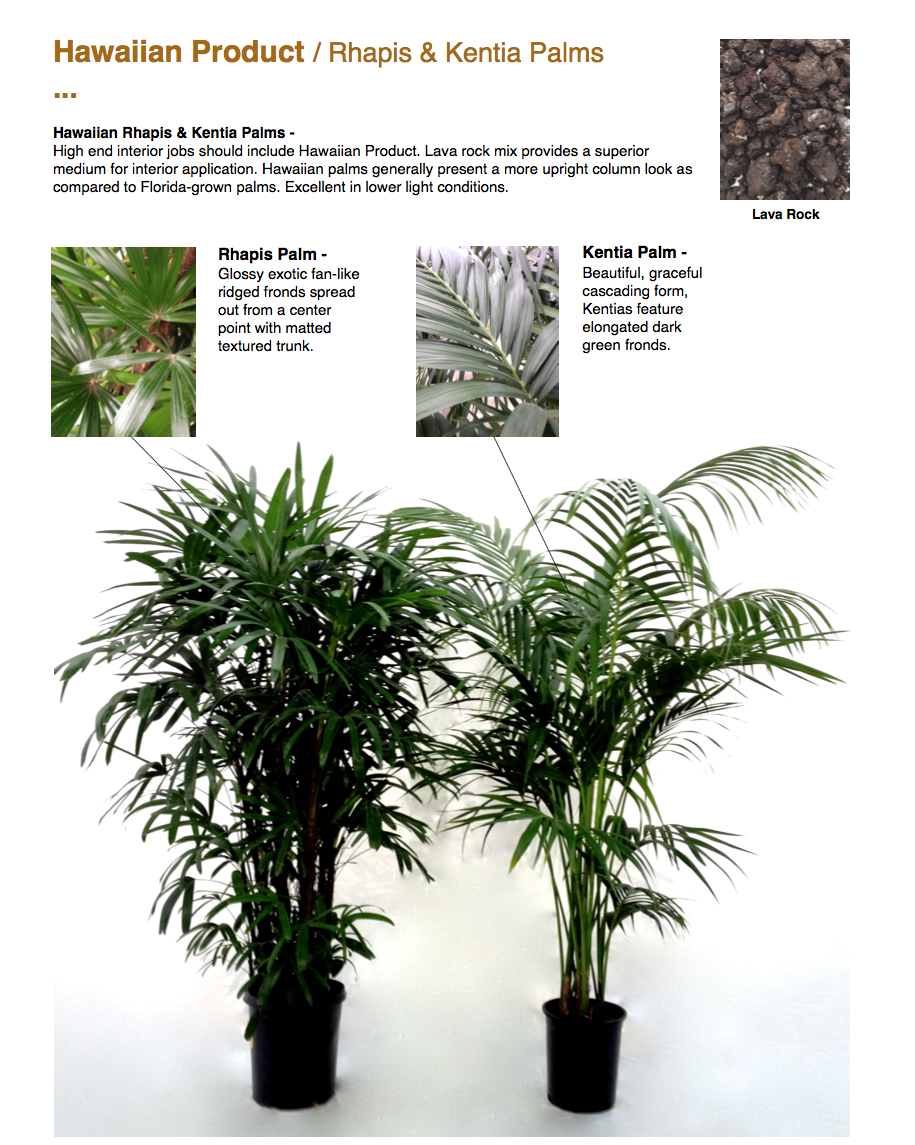 ￼Hawaiian Product / Rhapis & Kentia Palms ...  Hawaiian Rhapis & Kentia Palms - High end interior jobs should include Hawaiian Product. Lava rock mix provides a superior medium for interior application. Hawaiian palms generally present a more upright column look as compared to Florida-grown palms. Excellent in lower light conditions.  ￼￼Rhapis Palm - Glossy exotic fan-like ridged fronds spread out from a center point with matted textured trunk.  Kentia Palm - Beautiful, graceful cascading form, Kentias feature elongated dark green fronds. ￼￼￼ CapriFarms.com