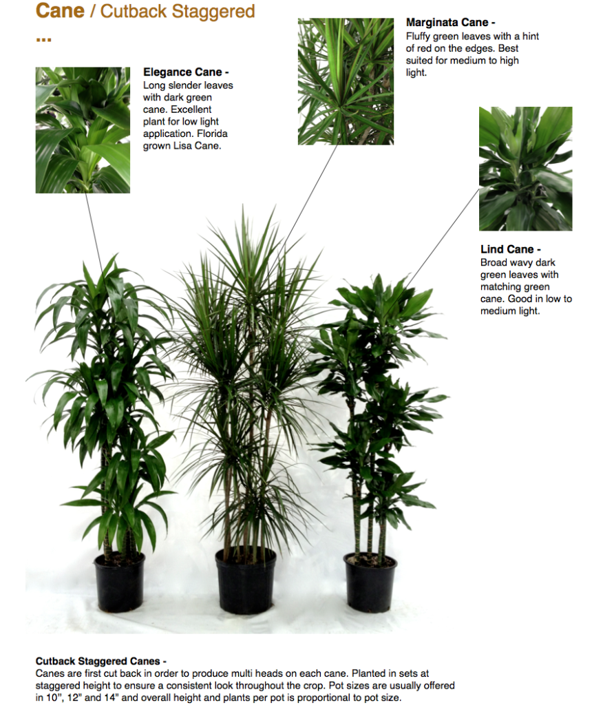 Canes - Capri Farms - A Source of Fine Tropical Foliage | Tropical ...